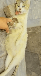 N2611008 Rescue family of cats #rescuecat #rescue #animal #animlasoftiktok (3)_part2