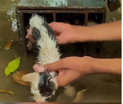 N2611009 Rescue family of cats #rescuecat #rescue #animal #animlasoftiktok (4)_part2