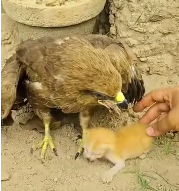 N2611010 fierce eagle protects kitten lost its mother #rescuecat_part2