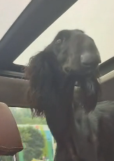 N2311006_spotted very thin stray dog, it walked away as soon as it saw…_part2