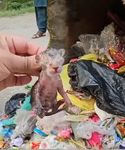 N2611012 Rescue family of cats #rescuecat #rescue #animal #animlasoftiktok (6)_part2