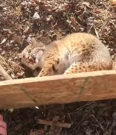 N2611013 Couple saves trapped bobcat what happens to them #animal #rescu…_part2