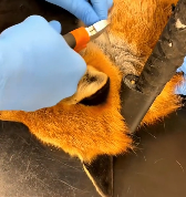 N2611014 Rescue fox what happens #animal #rescue #rescueanimals #animals…_part2