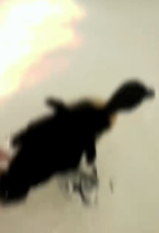 N2611015 Man finds ducklings lost their mother #animal #rescue #rescuea…_part2