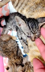 N2611016 Rescue family of cats #rescuecat #rescue #animal #animlasoftiktok (7)_part2