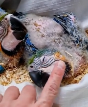 N2611018 Man accidentally found nest of baby parrots lost their mother_part2