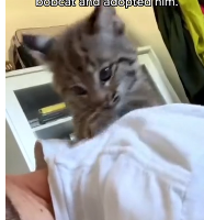 N2611019 Rescue baby bobcat adopted it #animal #rescue #rescueanimals #a…_part2