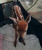 N2611020 baby deer lucky to be saved flood by man #animal #rescue…_part2
