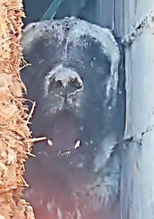 N2311026_In we rescued poor dog was stuck #dog #dogrescue_part2