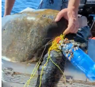 N2611021 dolphin was trying to push it turtle friend onto our boat to as…_part2