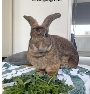 N2611025 Rescue rabbit #animal #rescue #rescueanimals #animalsoftiktok #fyp_part2