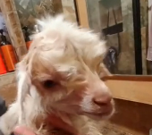N2611026 Rescue baby goat abandoned by it mother #animal #rescue #rescuean…_part2