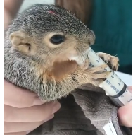 N2611028 Rescue squirrel #animal #rescue #rescueanimals #animalsoftiktok #an…_part2
