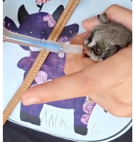 N2611029 My dog brought stranger animal #rescue #rescueanimals #animals #ani…_part2