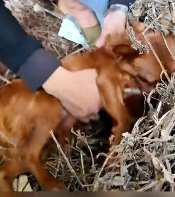 N2611030 Rescue family of dogs #rescue #rescueanimals #animals #animalsoftik…_part2