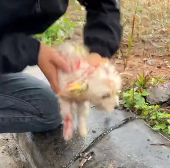 N2611031 Rescue puppy on road #rescue #rescueanimals #animals #animalsof…_part2