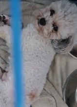 N2311010 #rescue #animals #dogs #dog_part2