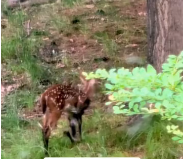 N2611032 deer fell into hole,I rescued him,and then #deer #animals #resc…_part2