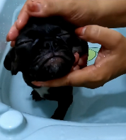 N2611033 Rescue puppy ##rescue #rescueanimals #animals #animalsoftiktok #res…_part2