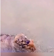 N2611035 kind dog rushed into water to save kitten #rescue #rescue…_part2