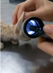 N2611036 Rescue baby cat #animals #rescue #rescueanimals #fyp #fyp #cat #rescu…_part2