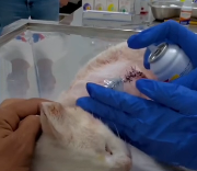 N2611037 Rescue cat #rescue #rescueanimals #fyp #animals #catsoftiktok #rescue…_part2