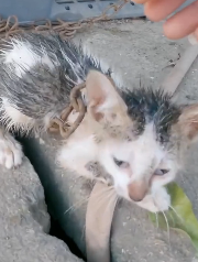 N2611038 Rescue baby cat so poor #animals #rescue #rescueanimals #fyp #cat_part2