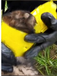 N2611039 lucky dog was rescued by girl #animals #rescue #rescueanimals #fy…_part2