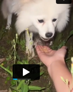 N2311014 stray dog an injured leg#rescuedog #dog #help #dogrescue #anim…_part2