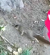 N2611043 Rescue squirrel #animals #rescueanimals #rescue #animaloftiktok #sq…_part2