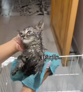N2611044 #kitten #rescue #animals #foryoupage #straycat_part2