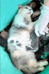 N2611045 Rescue family of starving cats #animals #rescueanimals #rescue #ani…_part2