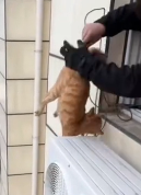 N2611046 adopted stray cat had been stuck in tree four days.#fo…_part2