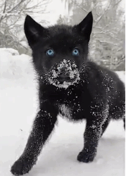 N2311012 Rescued What He Thought Was Puppy It Turned Into giant black wol…_part2