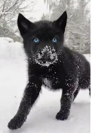 N2311012 Rescued What He Thought Was Puppy It Turned Into giant black wol…_part2