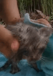 N2611049 Rescue baby cat #animals #rescue #rescueanimals #fyp #catsoftikt…_part2