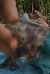 N2611049 Rescue baby cat #animals #rescue #rescueanimals #fyp #catsoftikt…_part2