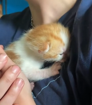 N2611050 kitten fell into water,I rescued her then #kitten #rescue…_part2