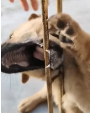 N2711001 Rescue adopt puppy #rescue #adoption part2