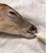 N2711002 Rescuing Helpless Baby Deer Giving It Home! #DeerRescue…_part2