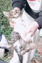 N2711016 Rescue cat whose head is stuck in stone slab!#catresvue #straycar…_part2