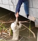 N2711017 Rescue puppy has fallen into water then #rescue #fyp #anim…_part2