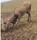 N2711018 Rescue an elk its antlers entangled then #rescue #fyp #anima…_part2