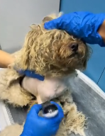 N2711019 Rescue dog disability legs then #rescue #fyp #animals #dog…_part2