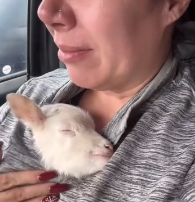 N2311015 found little lamb its head stuck between two stone pillars a…_part2