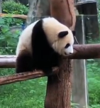 N2711020 Panda gets its head stuck#panda #animals #fyp #AnimalRescue_part2