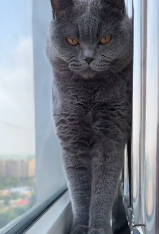 N2711021 Rescue cat trapped on 20th floor then #rescue #fyp #animals…_part2