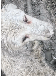 N2711022 Rescue dog trapped in swamp then #fyp #rescue #animals #rescu…_part2