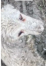 N2711022 Rescue dog trapped in swamp then #fyp #rescue #animals #rescu…_part2