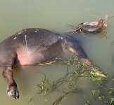 N2711023 Rescue poor buffalo then #rescue #fyp part2